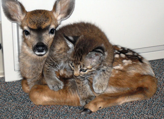 rescued bobcat and doe friends