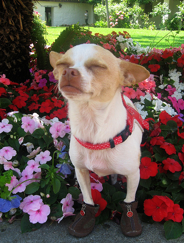 happy chihuahua dog