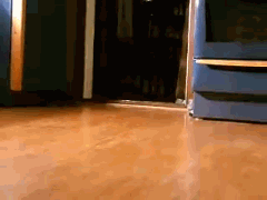 charging corgi puppy animgif
