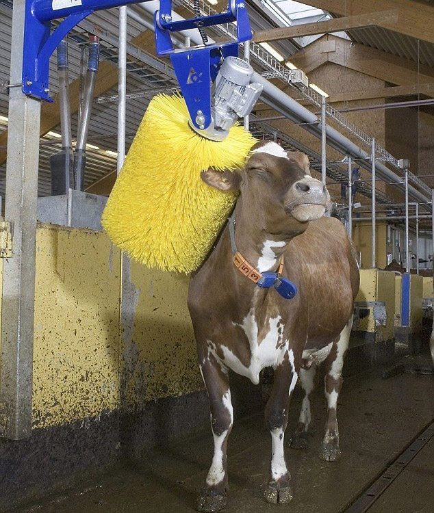 automatic cow brusher