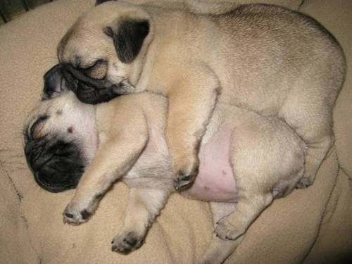 sleeping pug puppies