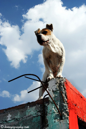 dogs on roofs