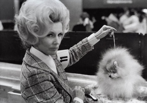 dog show bouffant glare