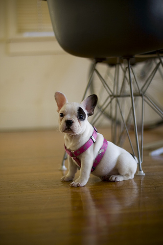 french bulldog puppy
