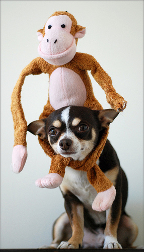 chihuahua dog stuffed monkey