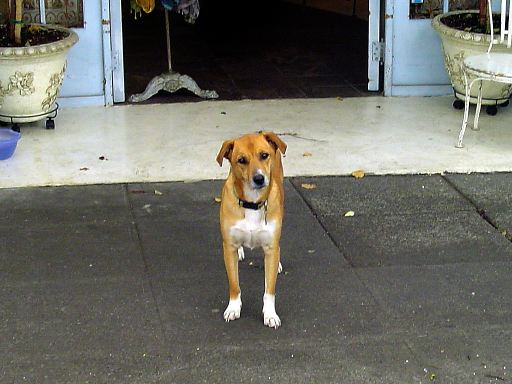 shy dog basenji fremont