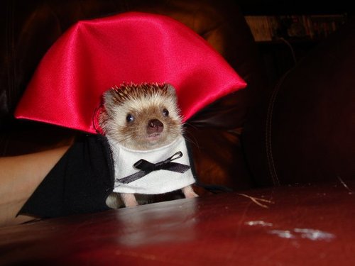 hedgehog in 
vampire halloween costume cute